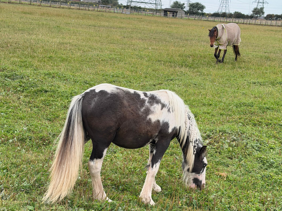 World Horse Welfare Penny Farm-黑潭必去景点