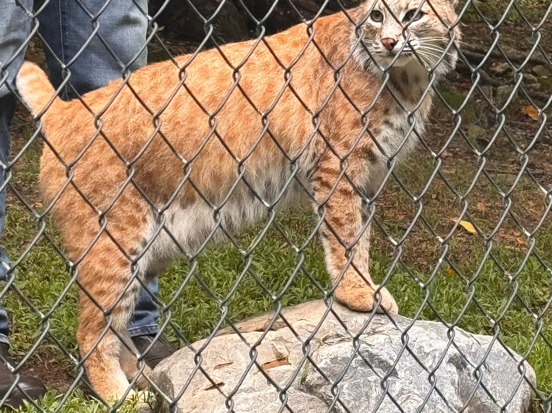 Lakota Wolf Preserve-Columbia必去景点