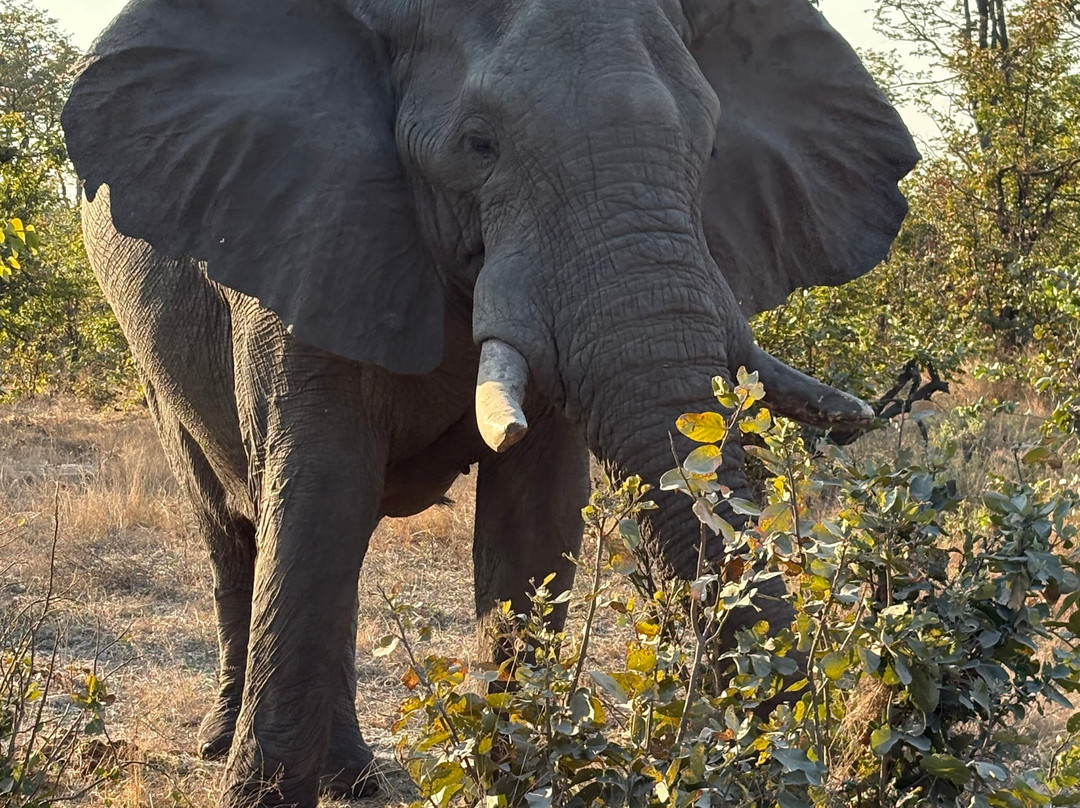 Moremi Wildlife Reserve-莫雷米野生动物保护区必去景点