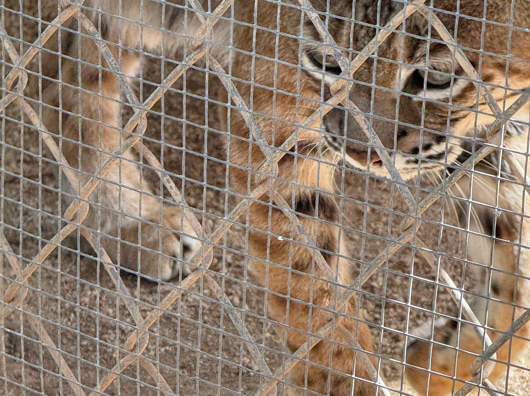 Southwest Wildlife Conservation Center-斯科茨代尔必去景点