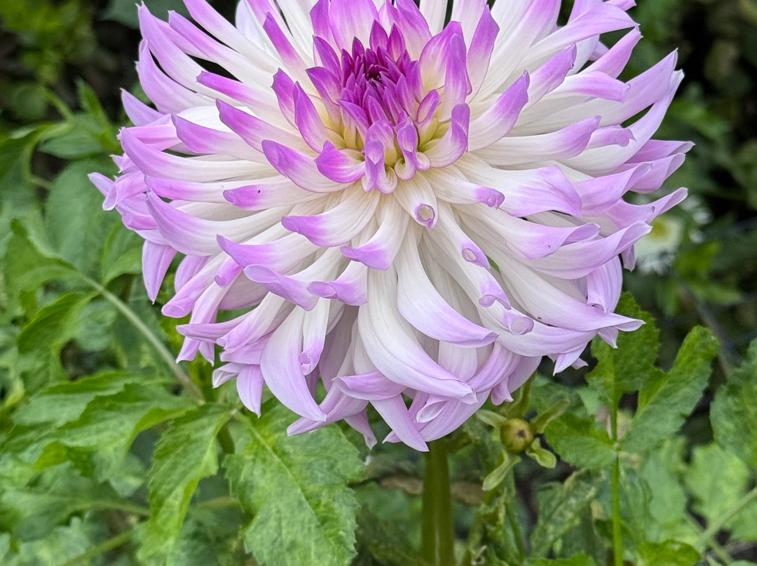 Newby Hall and Gardens-里彭必去景点