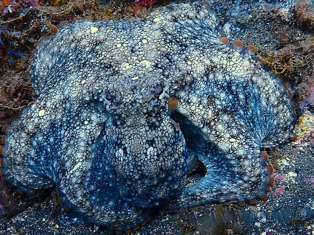 Atalaia Diving Center-Canico必去景点