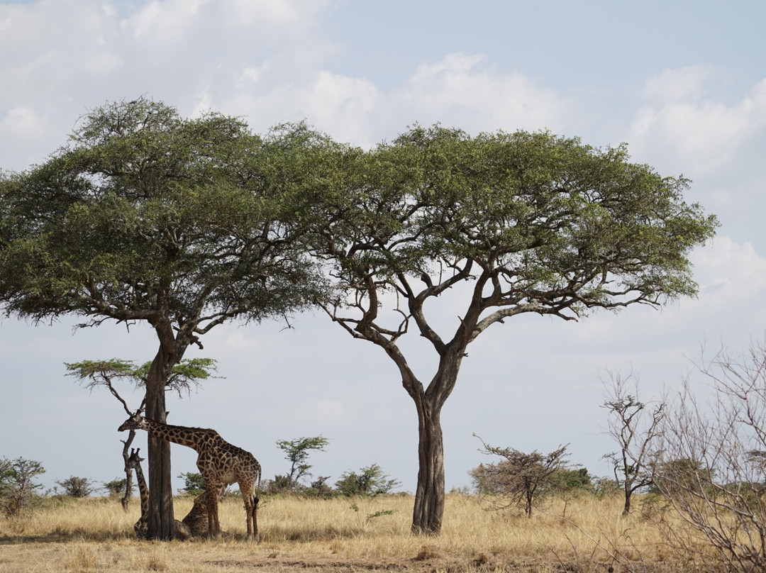 Explorer Kenya-内罗毕必去景点