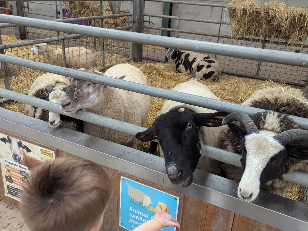 Cockfields Farm Park-Ashton-under-Lyne必去景点