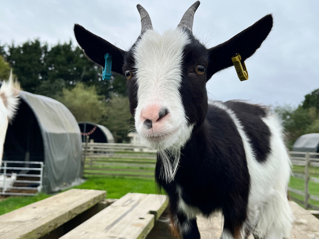 Woodlands Alpaca Farm-沃灵顿必去景点