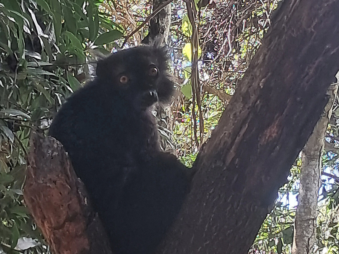 Black Lemur Sanctuary-Nosy Komba必去景点