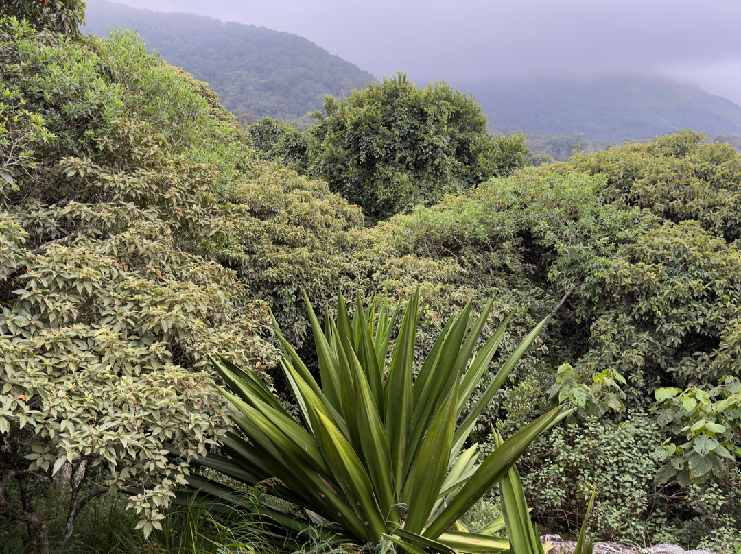 Mathikettan Shola National Park-伊杜基必去景点