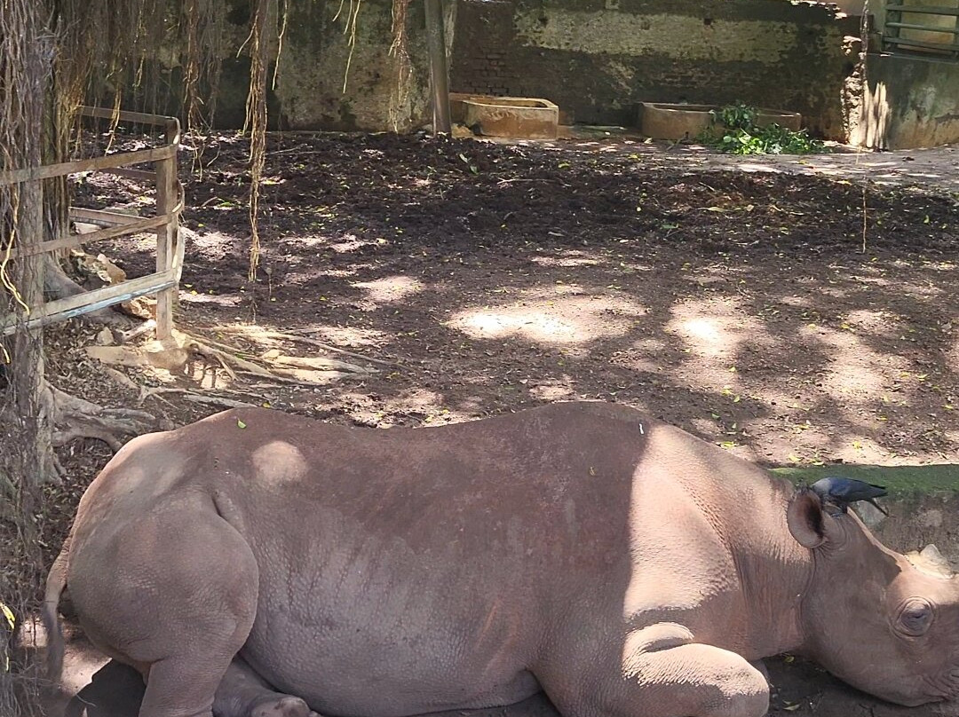 Dehiwala Zoo - Sri Lanka-拉非尼亚山必去景点