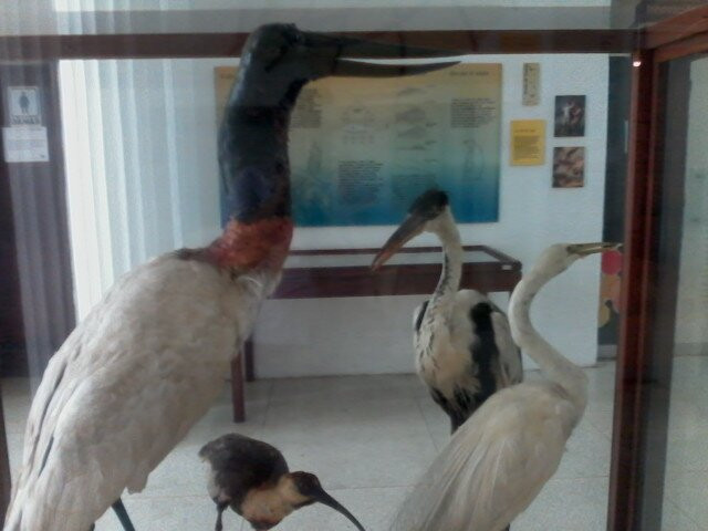 Museo de Ciencias Naturales-加拉加斯必去景点