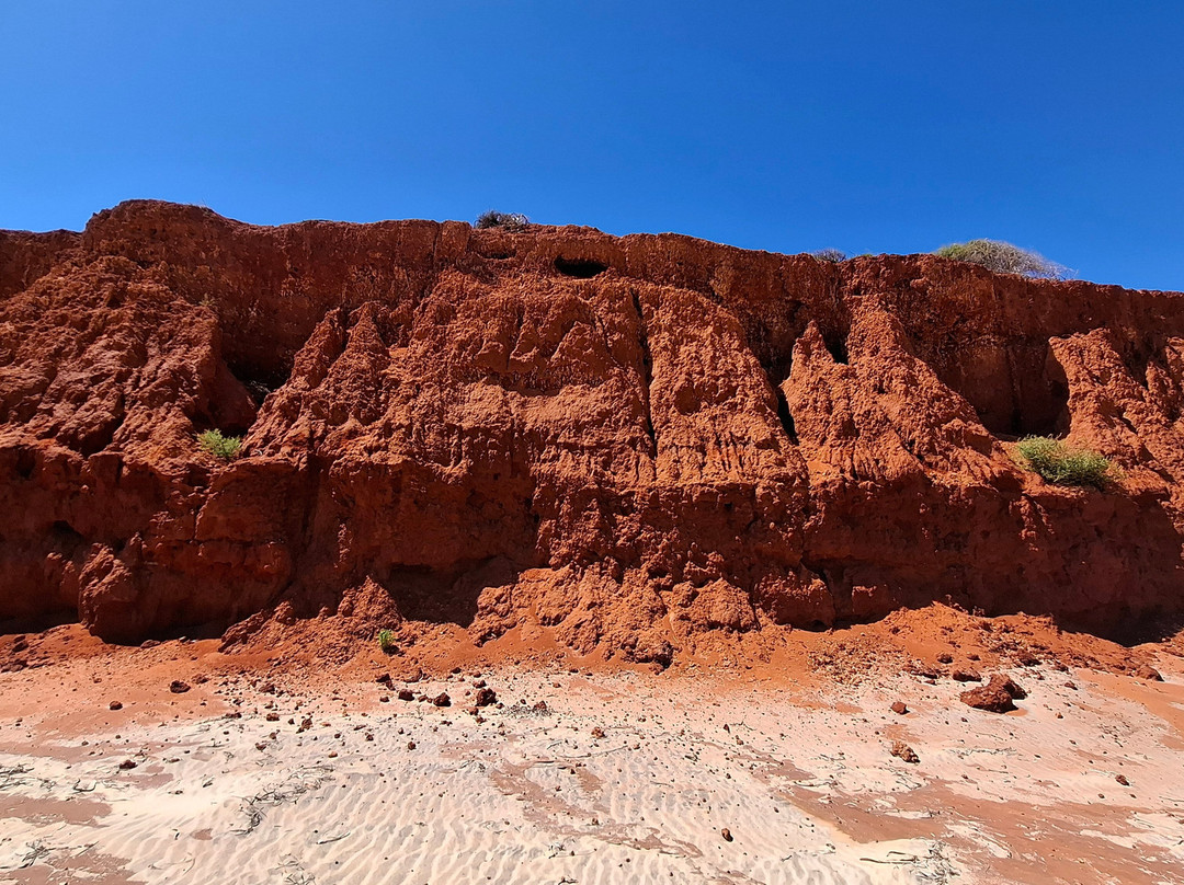 Shark Bay Coastal Tours-德纳姆必去景点