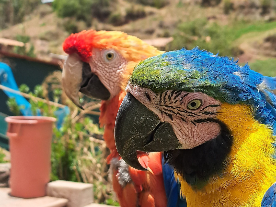Cochahuasi Animal Sanctuary-库斯科必去景点