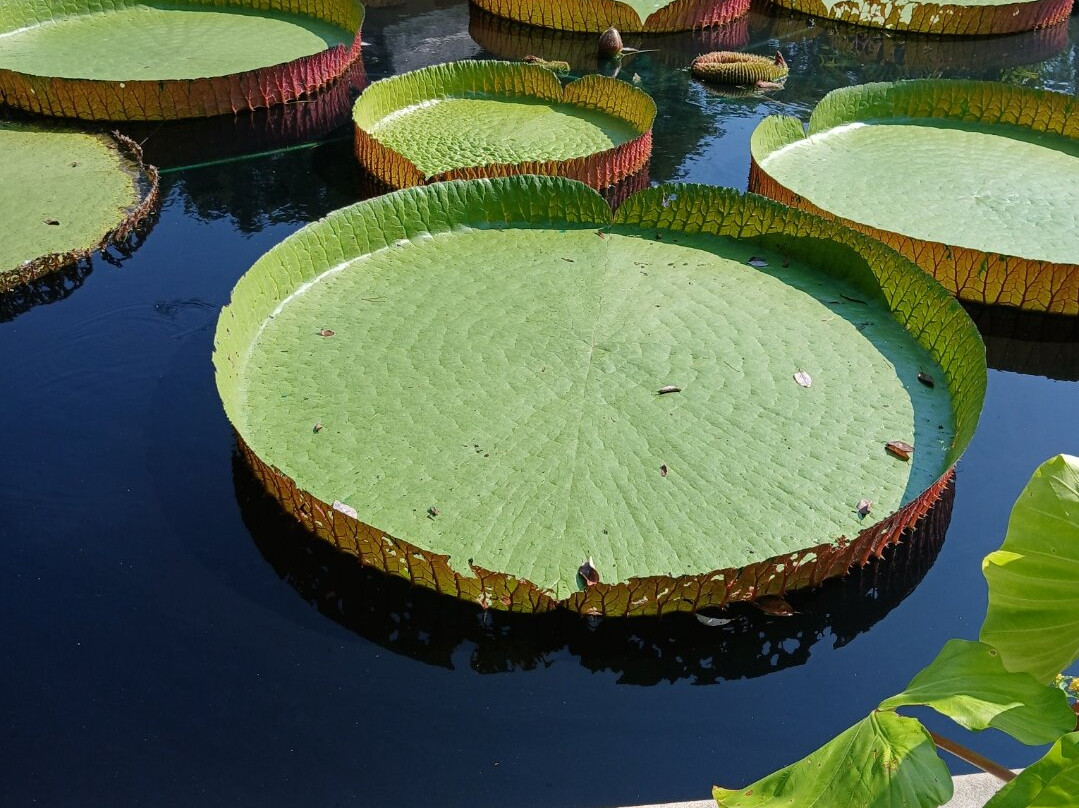 Huntsville Botanical Garden-亨茨维尔必去景点