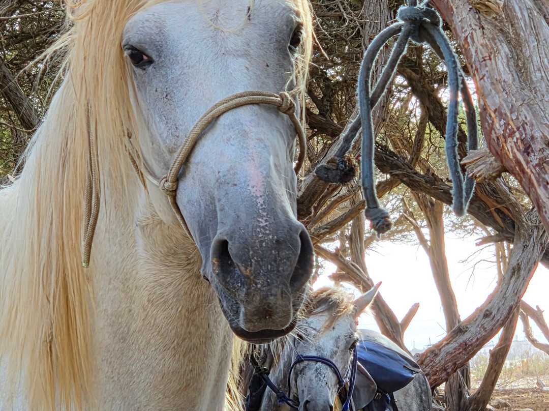 Cheval Essaouira-索维拉必去景点