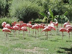 Jardin de la Ménagerie景点图片