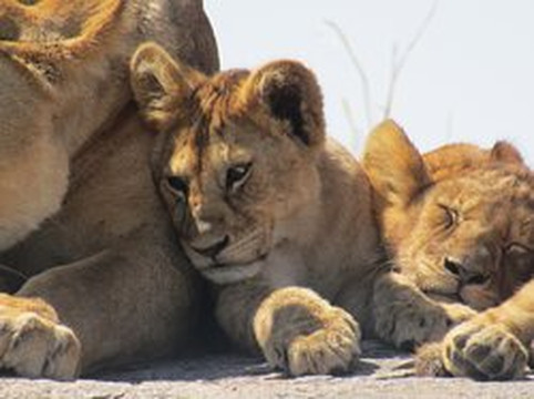 eTrip Africa-阿鲁沙必去景点