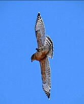 科加劲湖自然保护区-Korgalzhyn必去景点