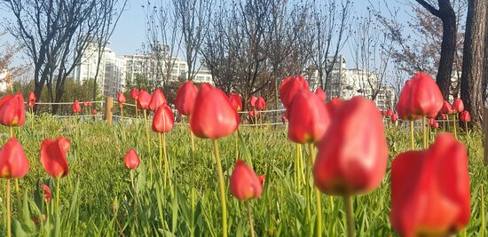 Nari Park-杨州市必去景点