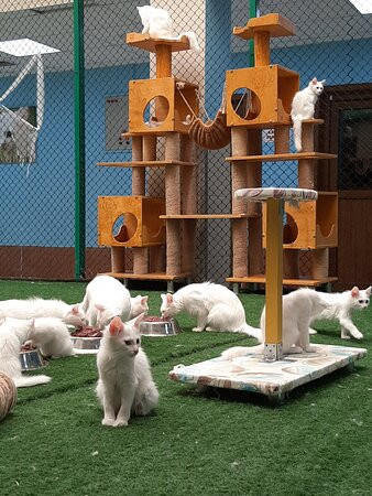 House of Van Cats-Van必去景点