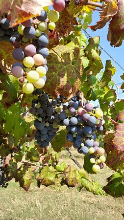 Ca' Bruzzo Family Vineyard-San Germano Dei Berici必去景点