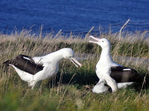 皇家信天翁中心-但尼丁必去景点
