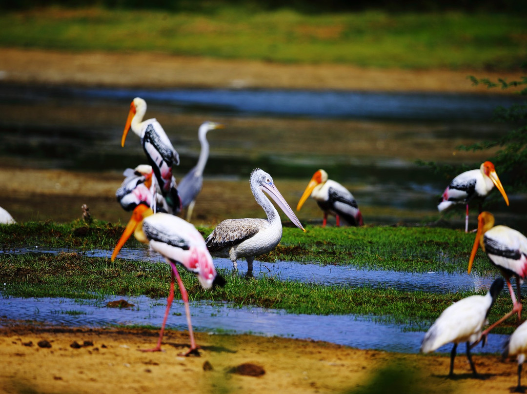 Eastern Province旅游景点-Kumana National Park