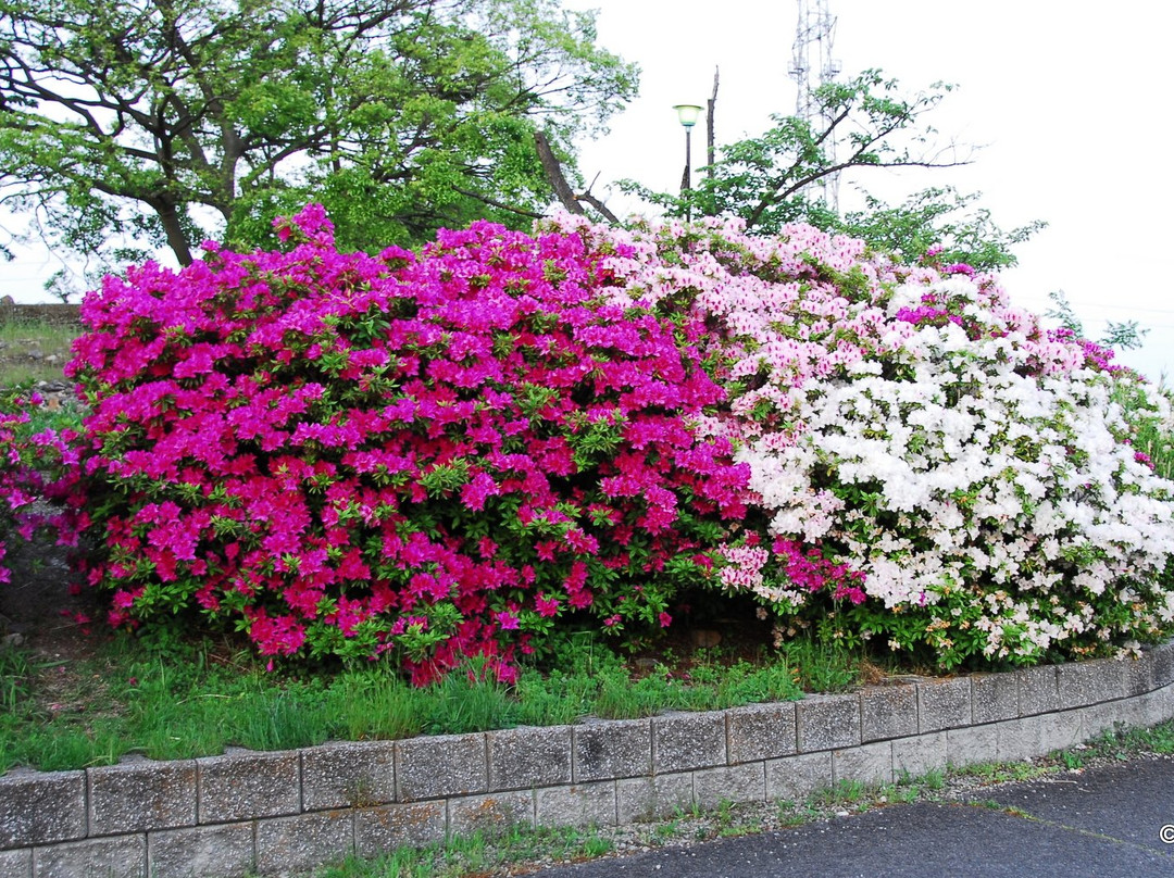 Tokiwa Park景点图片
