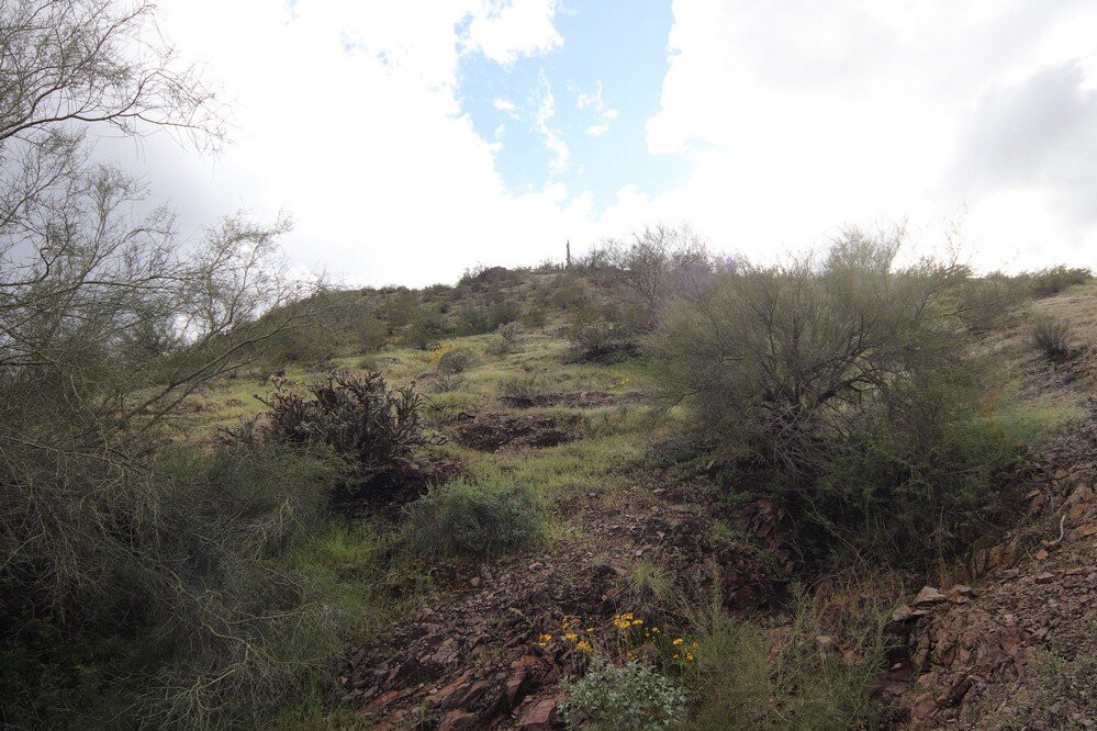 Desert Arboretum Park-坦佩必去景点