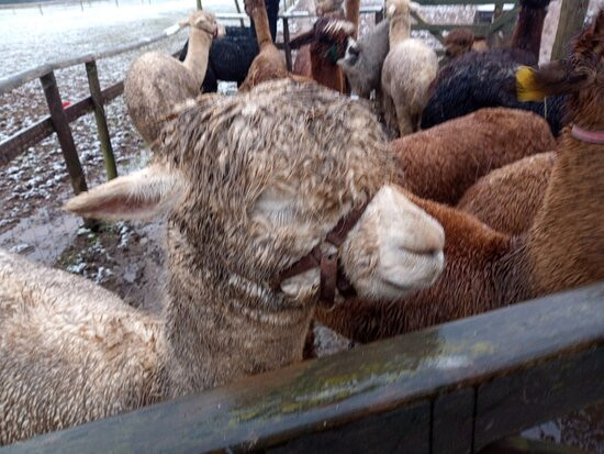 Lucky Tails Alpaca Farm景点图片