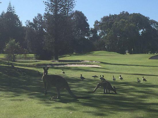 Yamba Golf and Country Club景点图片