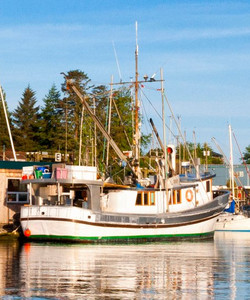 北美洲托菲诺图片