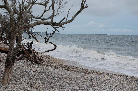 Botany Bay Ecotours景点图片