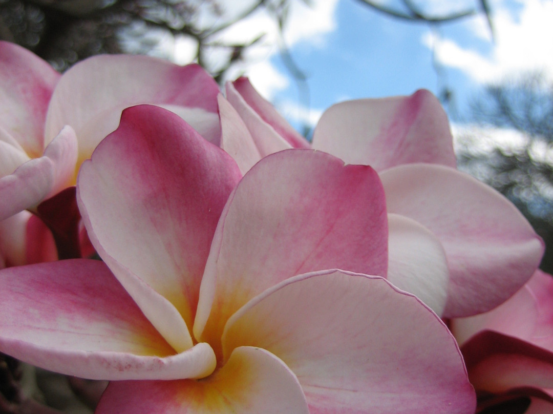 可可火山口植物园-火奴鲁鲁必去景点