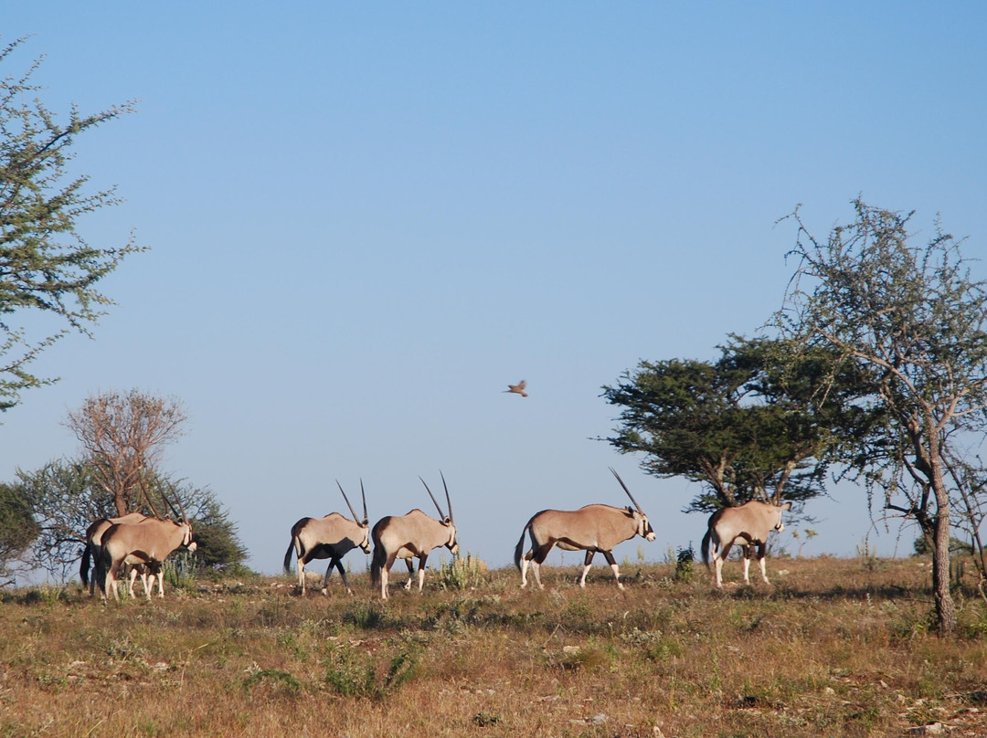 Okonjima Game Reserve-Waterberg Plateau Park必去景点