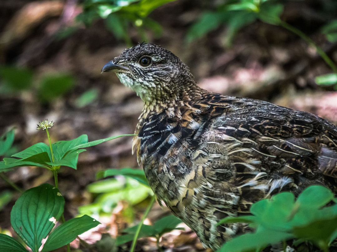 Sentier Le Morillon-Grandes-Bergeronnes必去景点