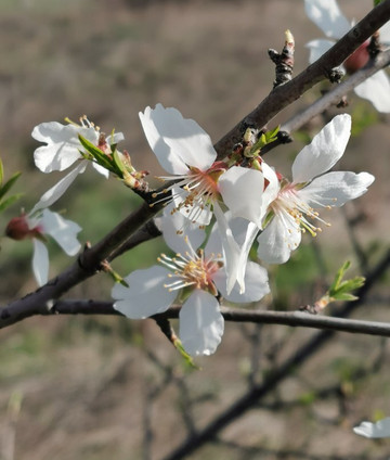 Ermita del Cerrillo-Galapagar必去景点