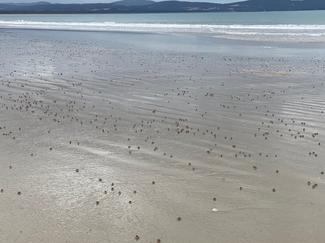 Long Beach-霍巴特必去景点
