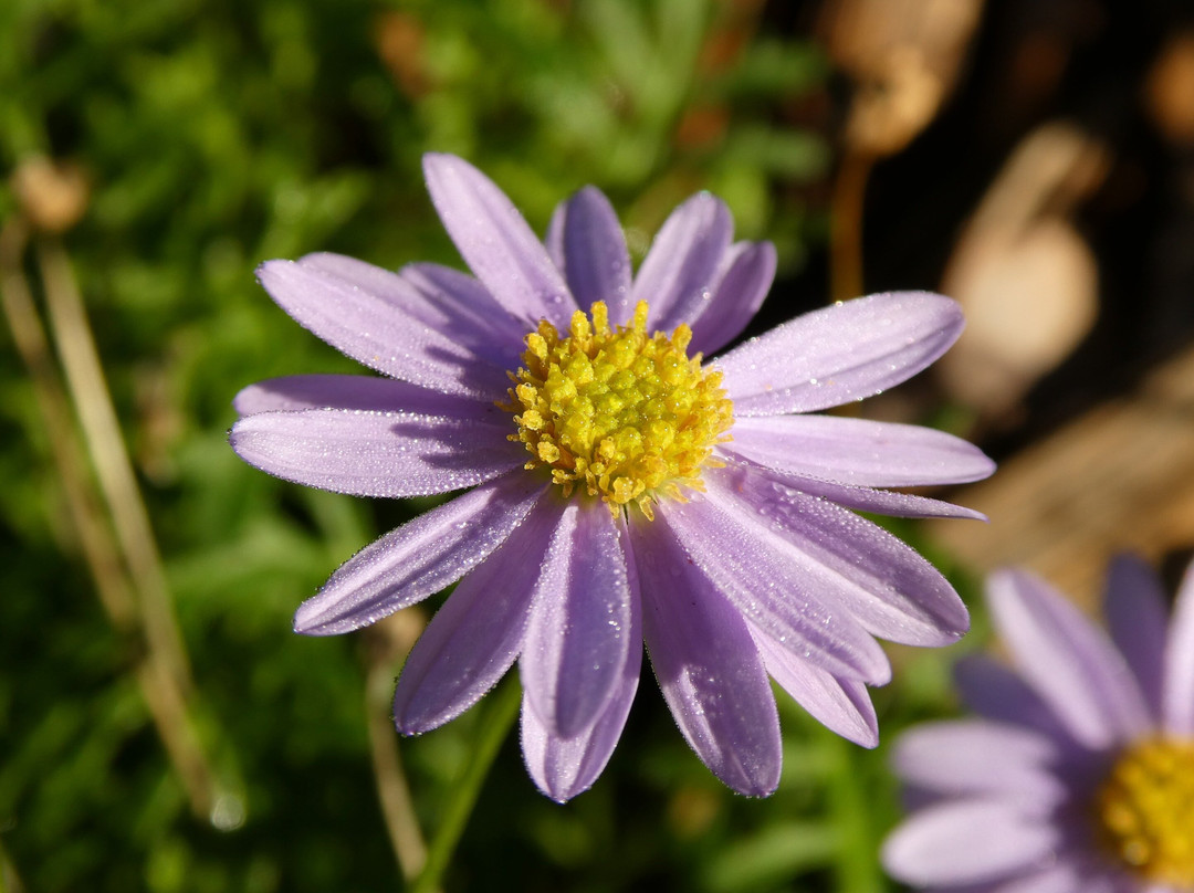 Natives 'R' Us Nursery-Traveston必去景点