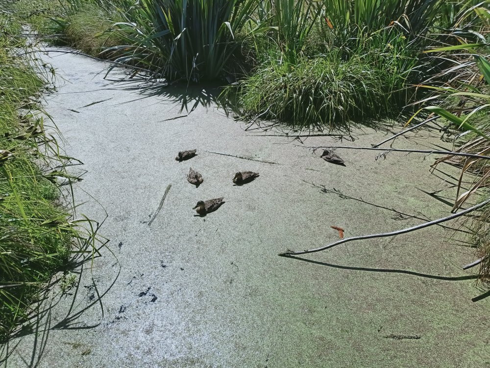 Travis Wetland-基督城必去景点