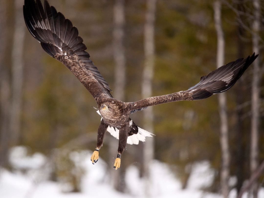 Epic Nature Sweden-Nordmaling必去景点