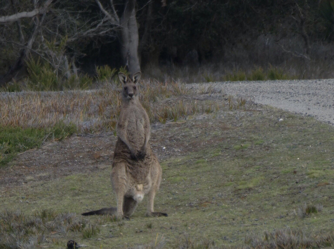 Forester Kangaroo Drive景点图片