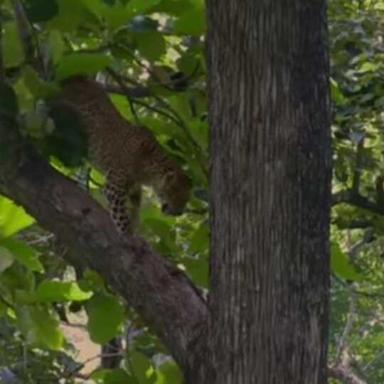 Alas Purwo National Park-巴纽旺宣必去景点