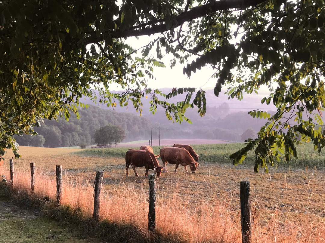B&B Fleur de Lys Bleue主图