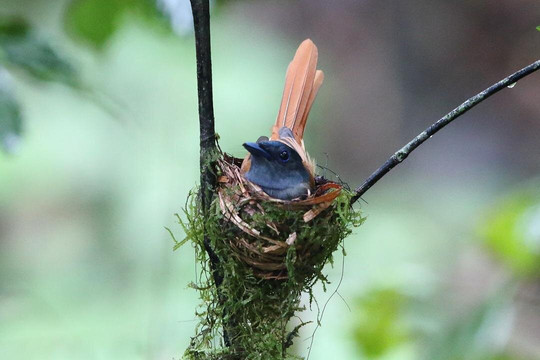 Kawag Nature Lodge主图