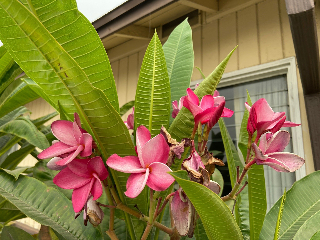 Palm Tropics Motel主图