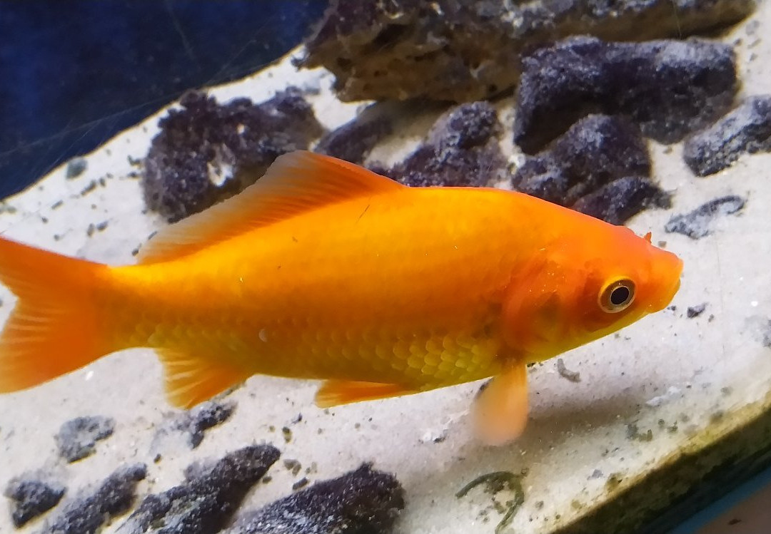 acquario di bolsena景点图片