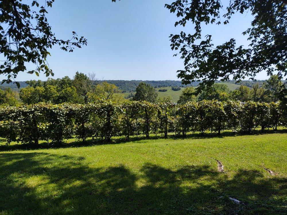 First Vineyard-Nicholasville必去景点