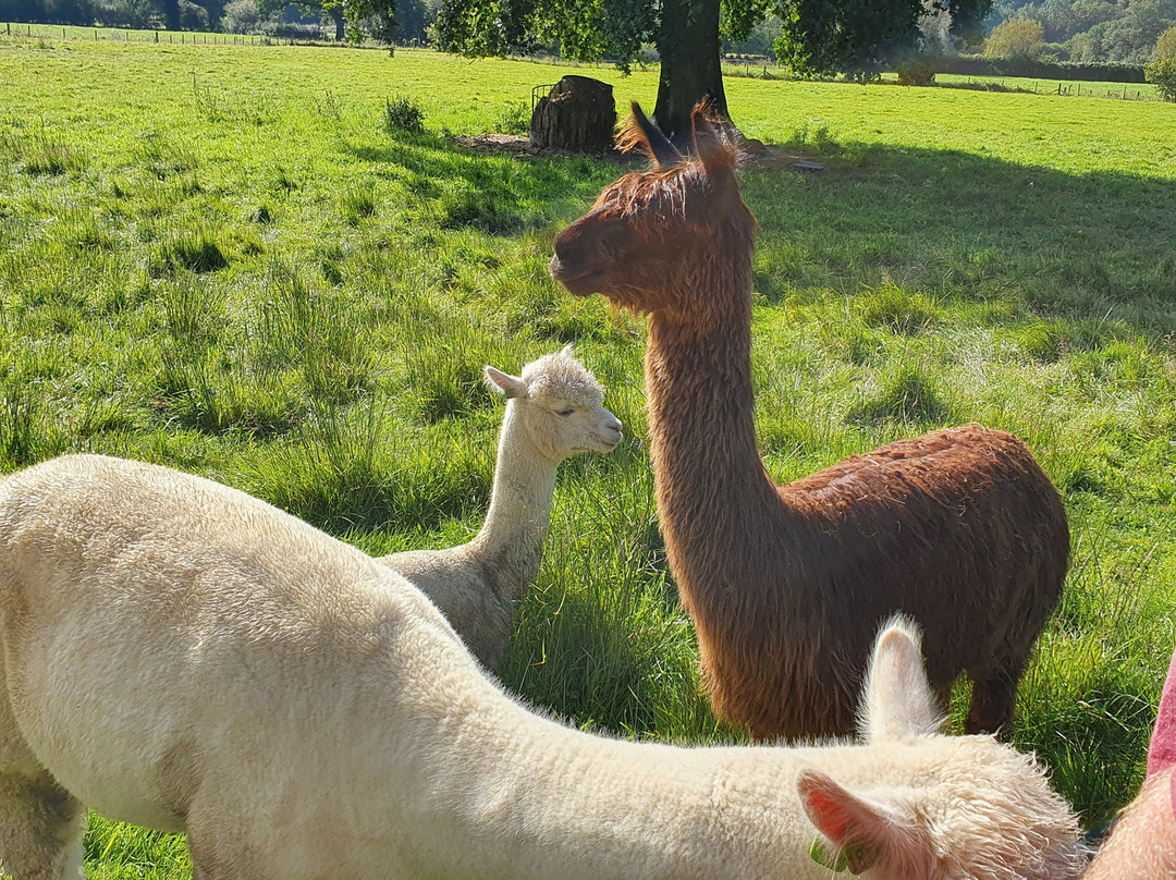 Woodlands Alpacas景点图片