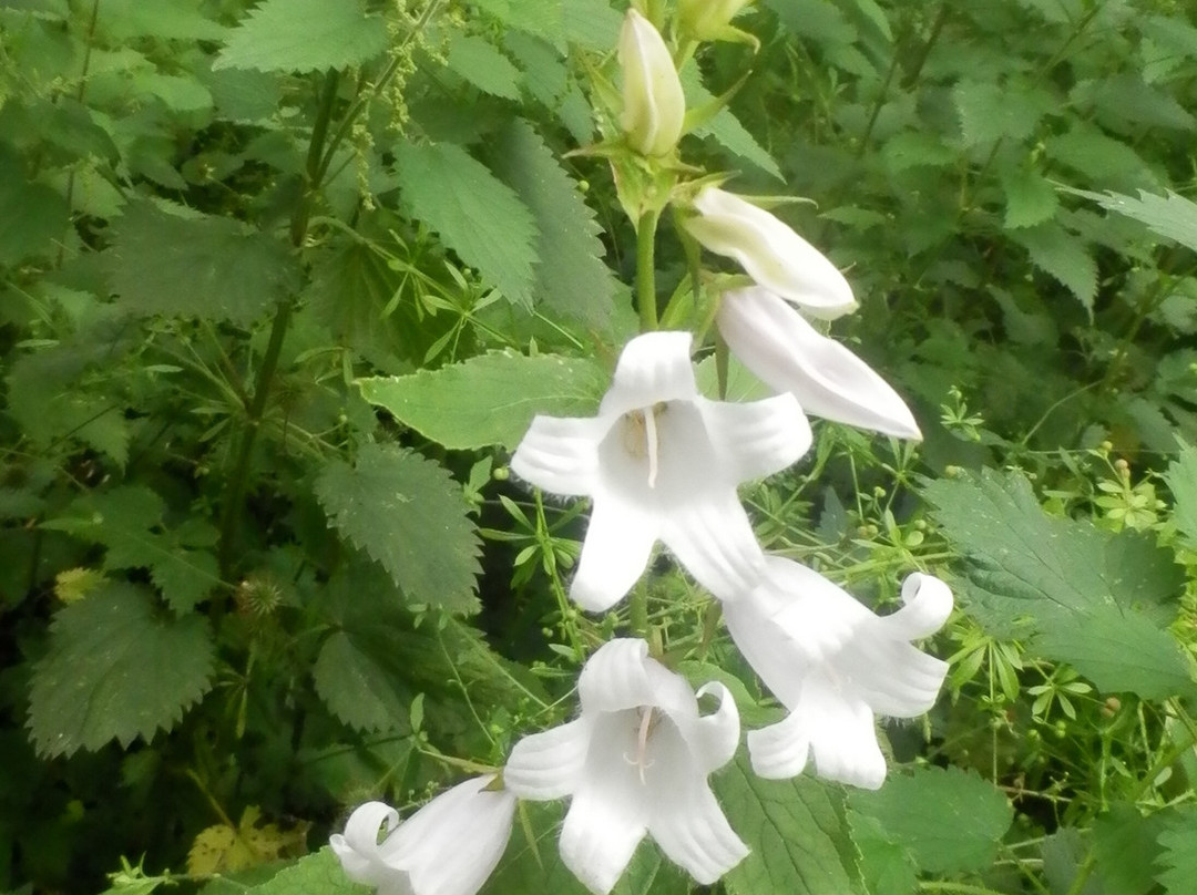 Deepdale Nature Reserve-Barnard Castle必去景点