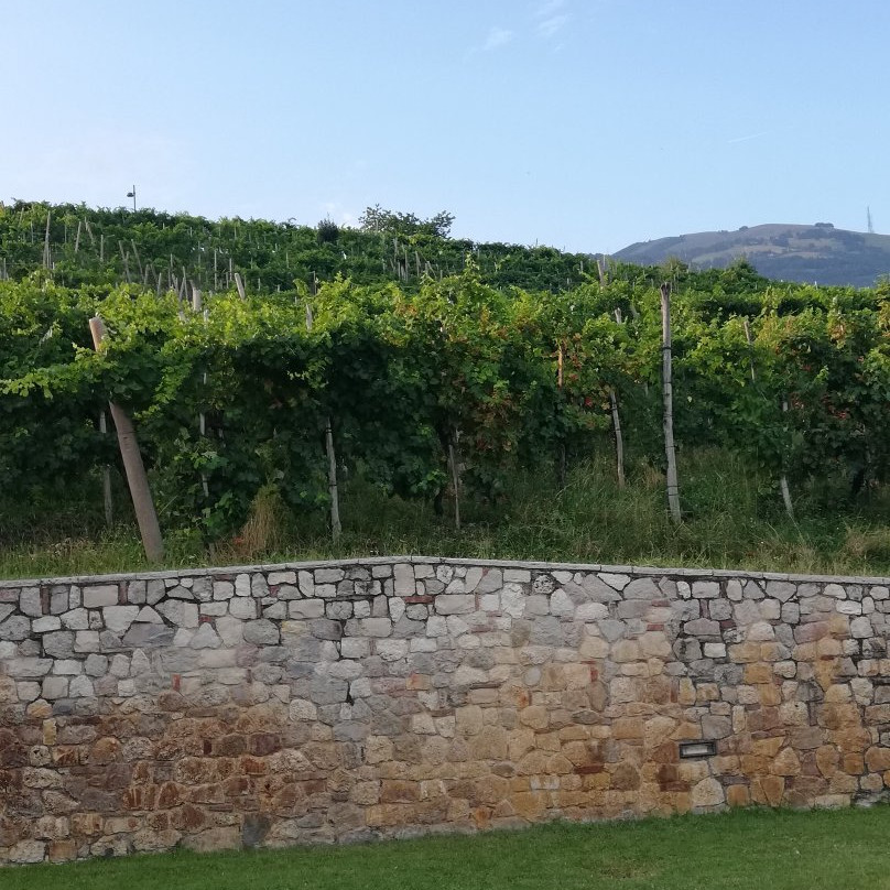 Agriturismo Vedova主图