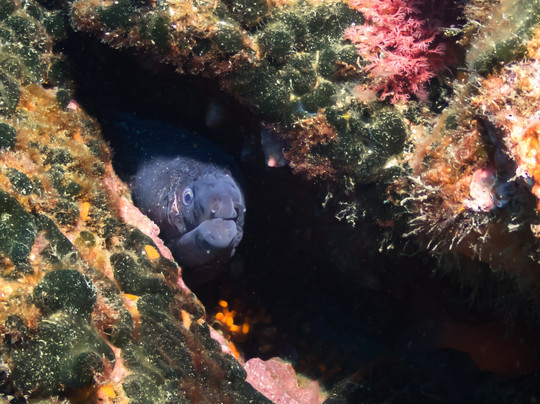 Simply Diving-马贝拉必去景点